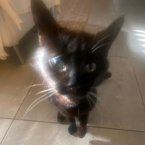 Meet your Posher, Ava